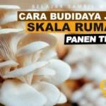 Budidaya Jamur Tiram