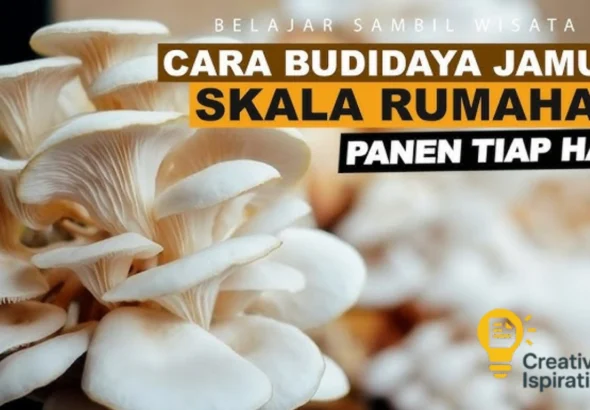 Budidaya Jamur Tiram