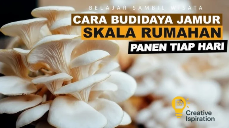 Budidaya Jamur Tiram